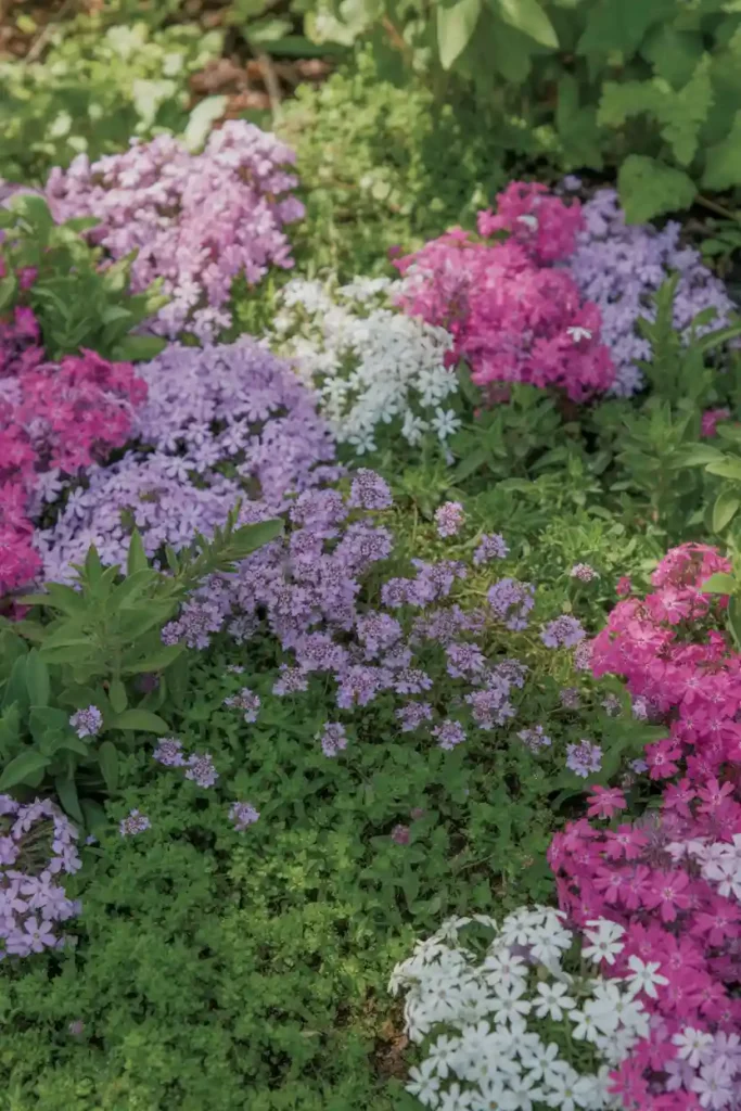  Use Ground Cover Plants