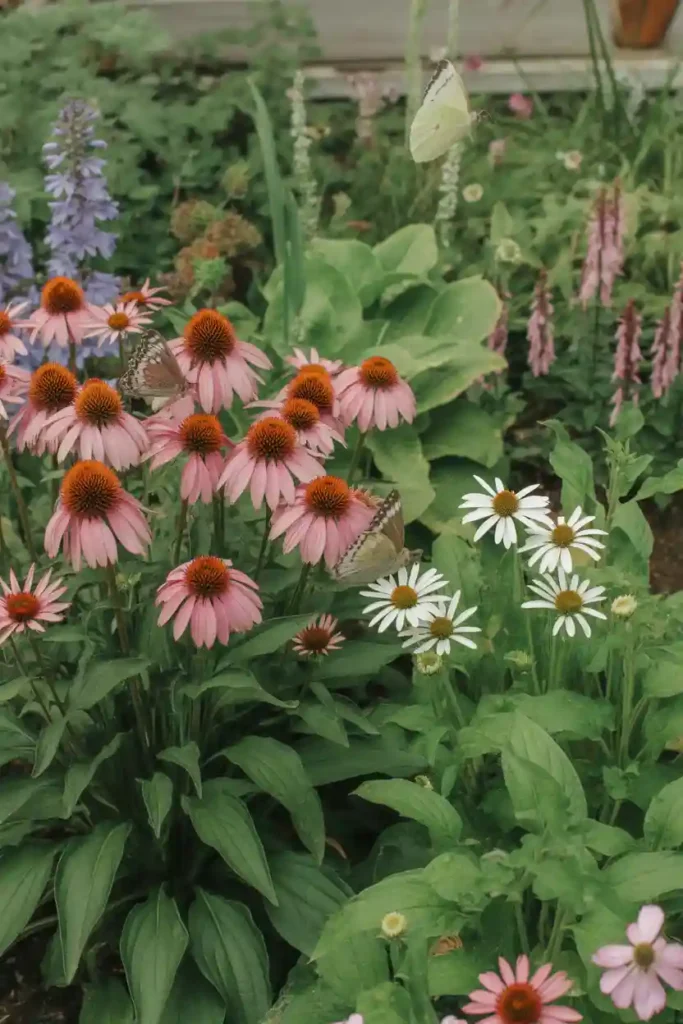 Plant Hardy Perennials