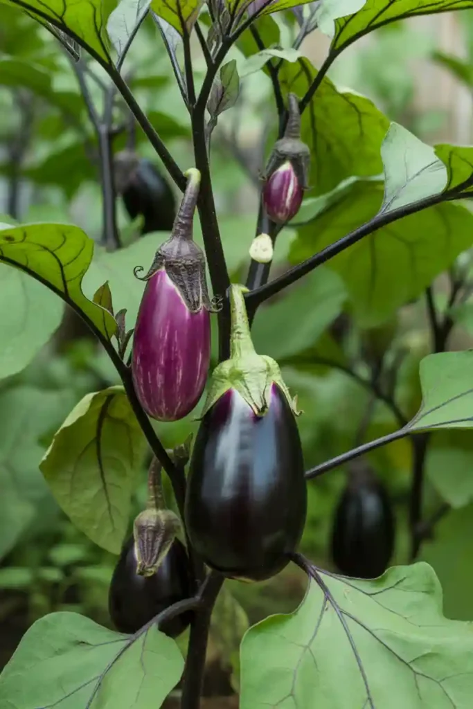  Eggplant